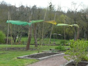 vue d'ensemble des trois grandes feuilles de Gingko au jardin Camifolia